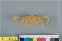 藏品(斑點擬相手蟹)的圖片